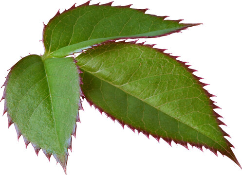 Beautiful Leaf for Rose flower focus stacking close up isolated