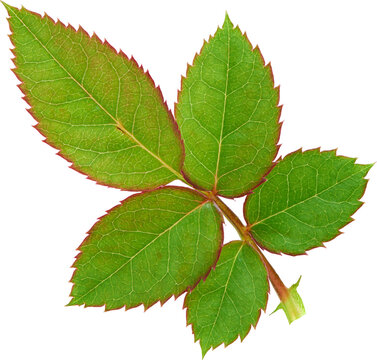 Beautiful Leaf for Rose flower focus stacking close up isolated