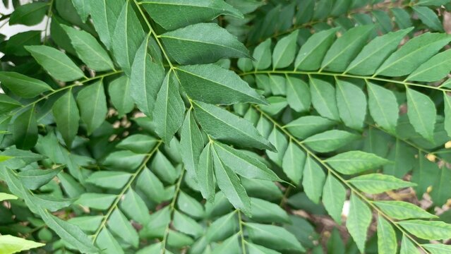 Salam koja (Murraya koenigii) plant in the garden. Commonly known as daun kari, curry tree, curry bush or sweet neem.