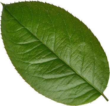 Beautiful Leaf for Rose flower focus stacking close up isolated
