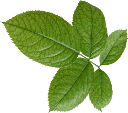Beautiful Leaf for Rose flower focus stacking close up isolated