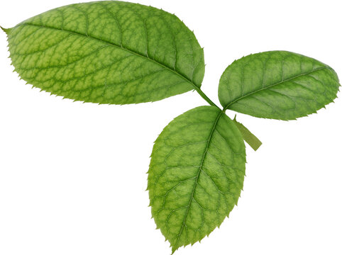 Beautiful Leaf for Rose flower focus stacking close up isolated