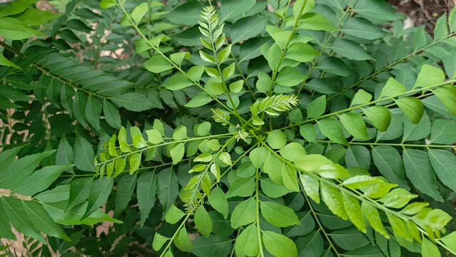 Salam koja (Murraya koenigii) plant in the garden. Commonly known as daun kari, curry tree, curry bush or sweet neem.
