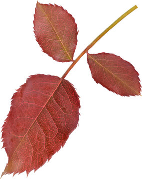 Beautiful Leaf for Rose flower focus stacking close up isolated