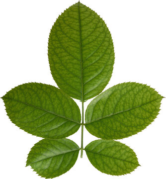 Beautiful Leaf for Rose flower focus stacking close up isolated