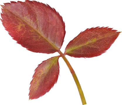 Beautiful Leaf for Rose flower focus stacking close up isolated