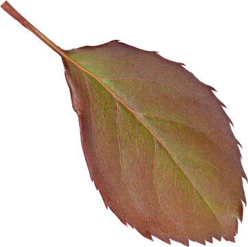 Beautiful Leaf for Rose flower focus stacking close up isolated