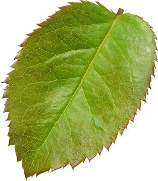 Beautiful Leaf for Rose flower focus stacking close up isolated