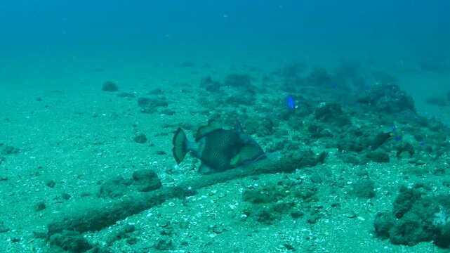 Triggerfish Displaying Territorial Behaviour Hovering Above Ocean Bottom Near Reef