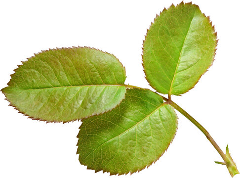 Beautiful Leaf for Rose flower focus stacking close up isolated