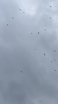 Flock of Birds Swarming Under Dark Overcast Sky