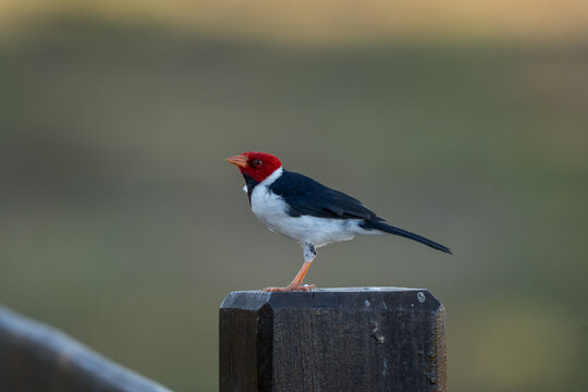 A yellow-billed cardinal stands on a wooden stake.  A small bird with a red head, black back and wings, and a white belly.