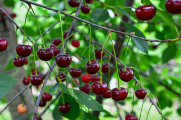Ripe Cherries Hanging on Tree Branches in organic Orchard front view © Irina