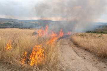 Fototapeta premium Controlled backburn fire in a dry natural grassland during prescribed burn management, South Africa