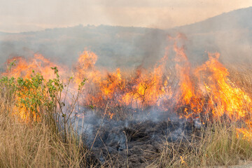 Fototapeta premium Controlled backburn fire in a dry natural grassland during prescribed burn management, South Africa