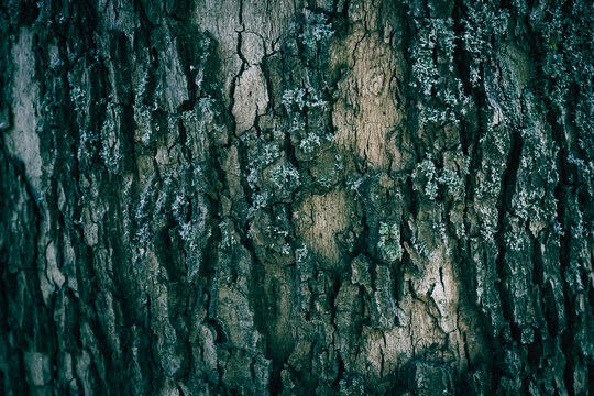 A close up of a planetree tree bark pattern texture with lichen