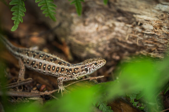 A beautiful macro shot of a sand lizard or common lizard with intricate patterns resting on the ground. The reptile is surrounded by fresh green fern fronds and decaying old tree bark.