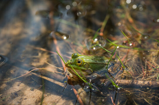 A side-profile close-up of a green water frog sitting calmly in a shallow, sunny pond. The water is clear, showing the sandy bottom, while tiny water droplets, dry grass, and fresh green shoots frame 