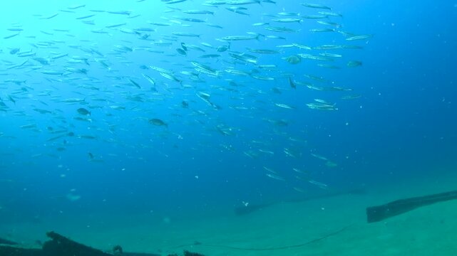 Massive School of Barracudas Swimming Around Thermopylae Sierra Wreck in Clear Waters of Colombo Sri Lanka
