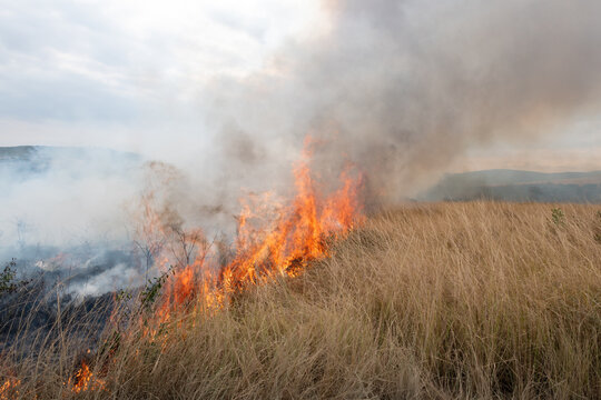 A controlled burn or prescribed fire in dry natural grassland for conservation management, South Africa