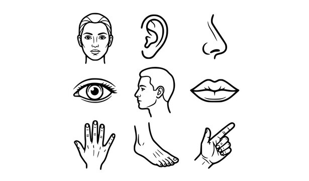 Set of human anatomy and body parts vector line icons including face eye ear hand and foot with physical