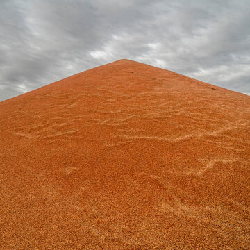 large pile of sorghum grain drying in western Kansas in early November, farming and agriculture concept