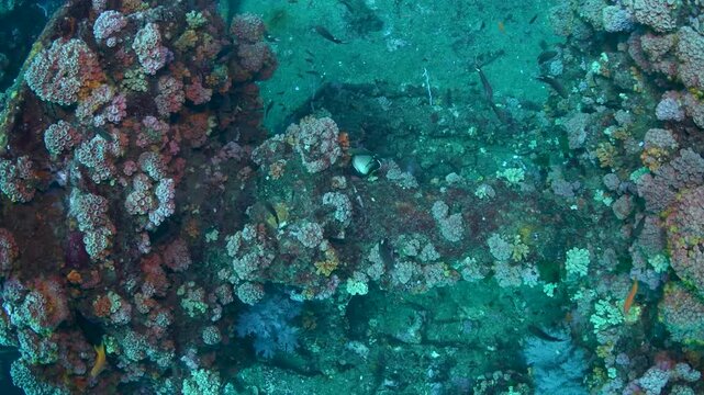 Tube Coral Covered Structure on Sierra Shipwreck Main Deck Near Colombo Sri Lanka