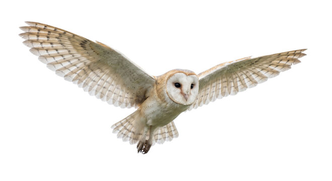 Barn owl in flight with wings spread wide against a white background