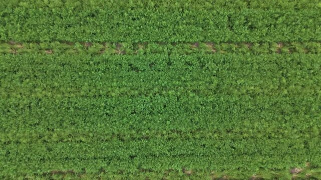 Rolling agricultural land featuring maturing garlic crops and golden wheat fields in the Po Valley, near Monticelli d'Ongina, Emilia, under a cloudy sky, illustrating sustainable farming