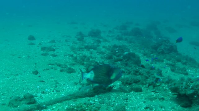 Titan Triggerfish Swimming Toward Camera and Hovering Above Seabed