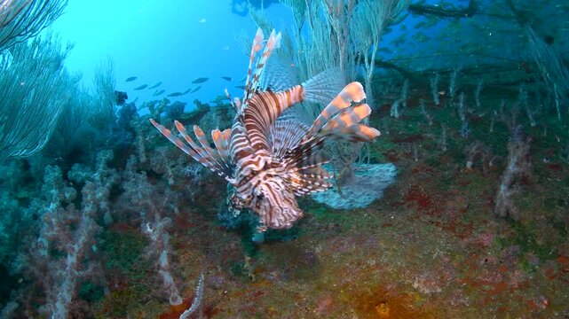 Lionfish Hovering Above Coral Covered Shipwreck in Colombo Sri Lanka