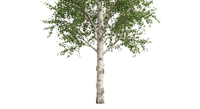 A solitary birch tree with white bark and green leaves stands against a white background