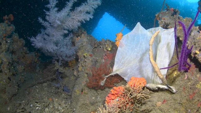 Plastic Bag Tangled on Coral Covered Shipwreck With Black Coral and Reef Life