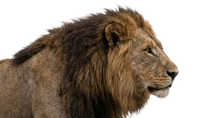 Majestic male lion with a full mane looking to the right against a white background © Sapphire