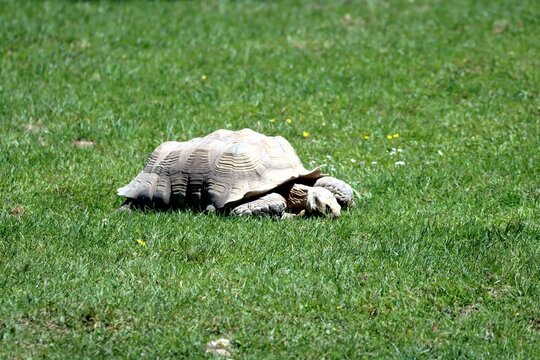 tortue