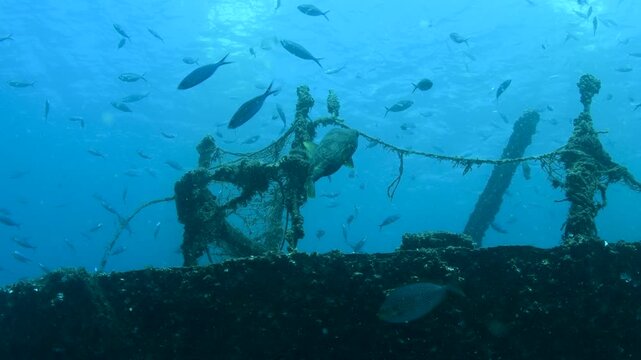 Porcupinefish Swimming Above Fishing Net Covered MV Thermopylae Sierra Shipwreck