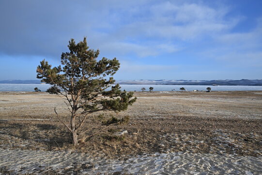 A pine tree on the shore of Lake Baikal. Baikal National Park