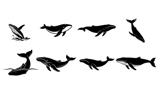 Black Humpback Whale Silhouette Vector Set Isolated on PNG Background, humpback whale, whale silhouette, whale vector, humpback whale vector, marine mammal, ocean animal, sea life, marine wildlife, 