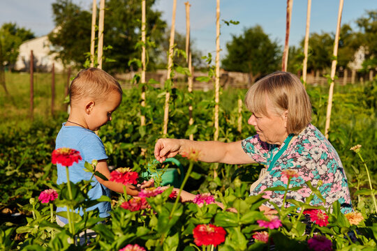 A child and an elder woman work together in a garden filled with flowers. They share a task as they tend to the plants under the bright sun on a summer day