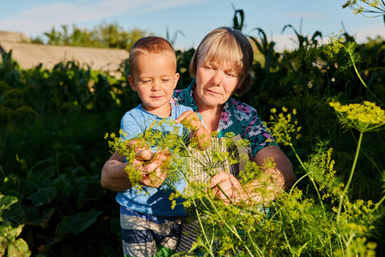 A woman and a boy are working together in a garden. They are picking plants while enjoying the sunny afternoon. The green leaves surround them