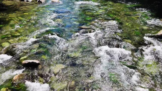 Fresh water flows down the Clackamas River in Northwestern Oregon, not far from Salem. Originating in the Mt. Hood National Forest, this beautiful 83-mile river is a tributary to the Willamette River.
