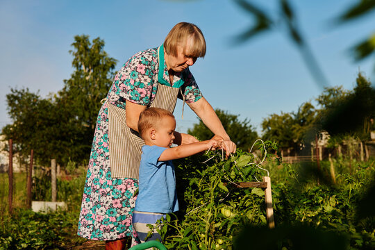 An elderly woman helps a young child pick vegetables in a backyard garden. The sun shines down as they work among the plants and trees