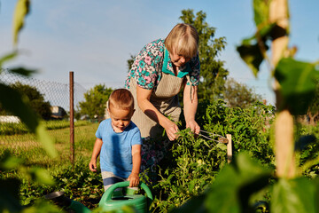 Fototapeta premium Elderly woman and young boy are in a garden during the day. They are tending to plants and using gardening tools. They appear focused on their task and enjoying time together
