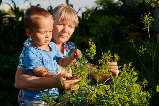 A child and a grandmother are together in a garden. They are picking herbs from plants in the warm light of late afternoon
