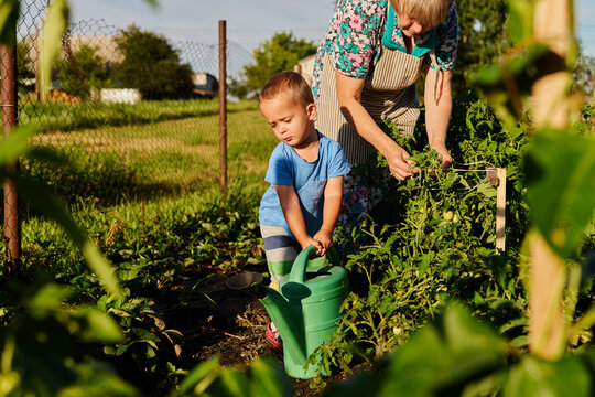 A child holds a green watering can and waters plants in a garden. An adult is nearby, picking vegetables from the garden. It is late afternoon in summer