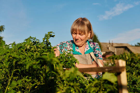 A person tends to tomato plants in a garden. The sun shines bright, and the backdrop has wooden structures. This scene captures the activity of gardening