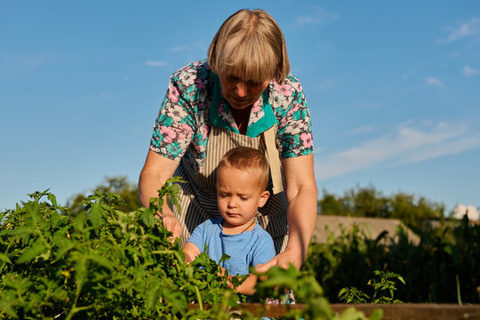 An elderly woman helps a young boy as they work in a garden during the daytime. They are surrounded by green plants and clear blue skies