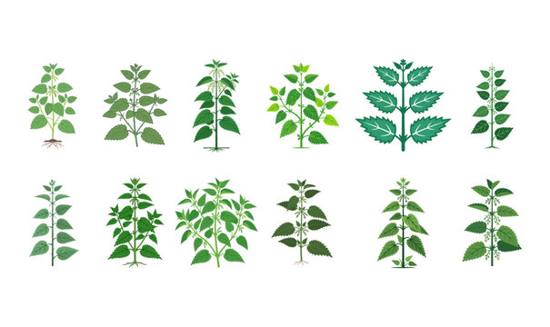 Stinging Nettle Plant Flat Vector Illustration Set Isolated on PNG Background, stinging nettle, nettle plant, nettle vector, herbal plant, medicinal herb, wild herb, botanical illustration, 