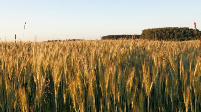 Golden ears of ripe wheat swaying in gentle breeze of warm summer evening. Creating peaceful and rural landscape under clear sky before upcoming harvest season. Before harvesting at august