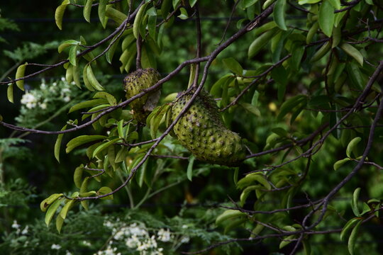 Close-up of green soursop fruit growing on a leafy tree branch among glossy foliage and small white blossoms, captured in soft natural light for tropical fruit and organic garden themes.